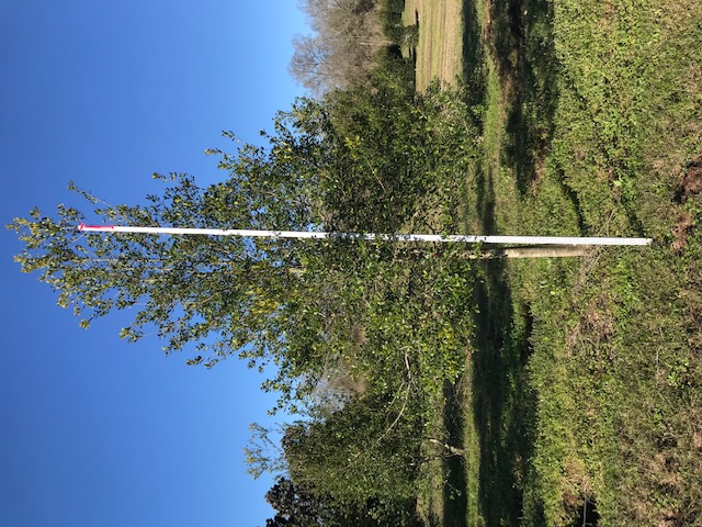 ilex-x-attenuata-east-palatka-holly