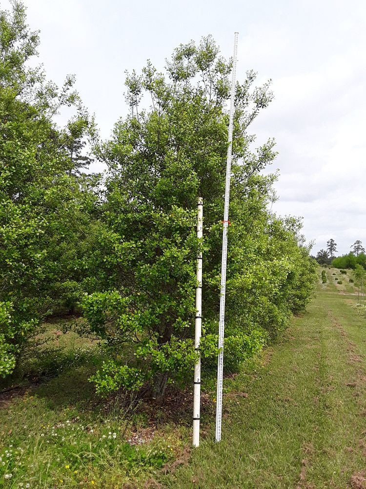 ilex-x-attenuata-east-palatka-holly