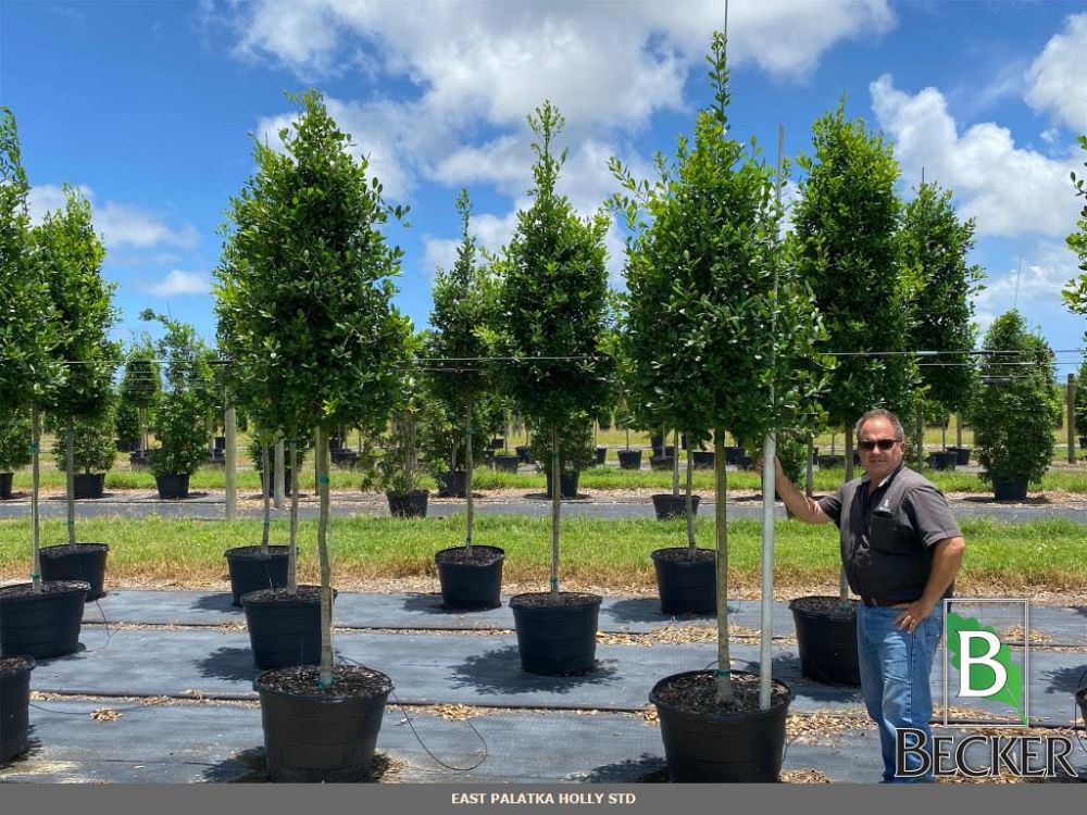 ilex-x-attenuata-east-palatka-holly