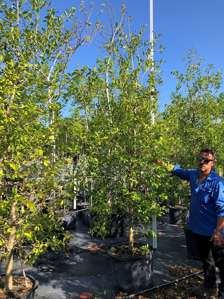 ilex-x-attenuata-east-palatka-holly