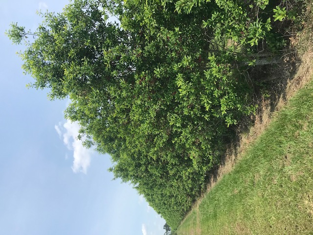 ilex-x-attenuata-east-palatka-holly