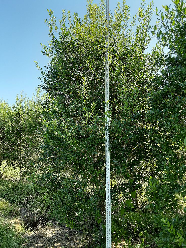 ilex-x-attenuata-east-palatka-holly