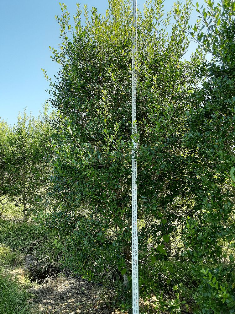 ilex-x-attenuata-east-palatka-holly