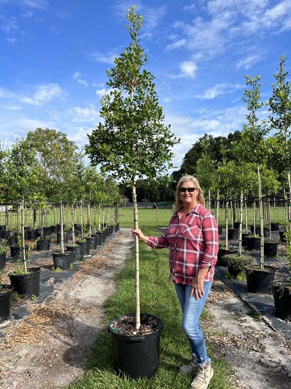ilex-x-attenuata-east-palatka-holly
