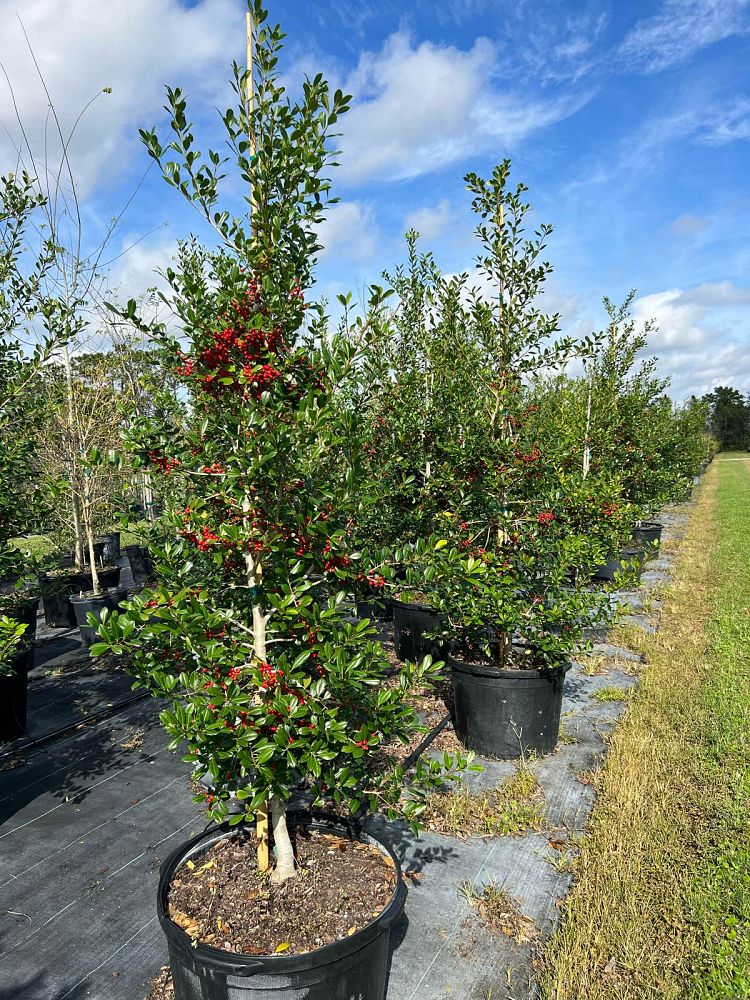 ilex-x-attenuata-east-palatka-holly