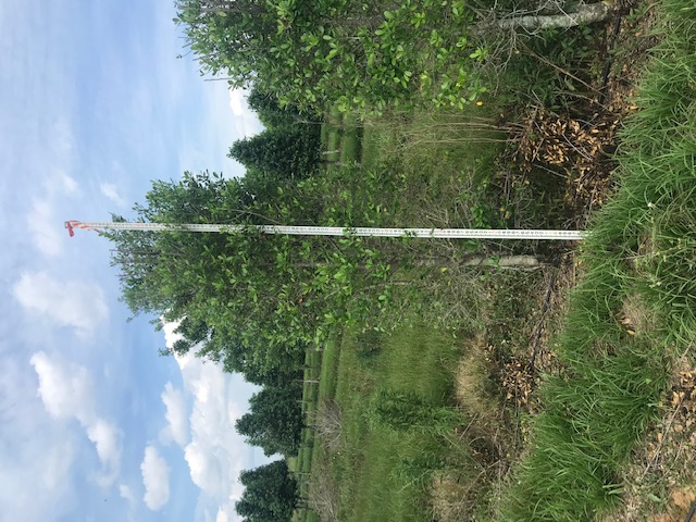 ilex-x-attenuata-east-palatka-holly