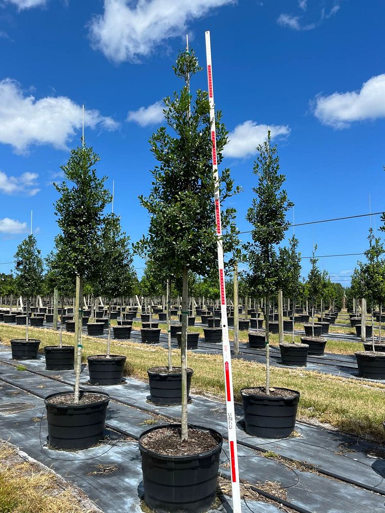 ilex-x-attenuata-east-palatka-holly