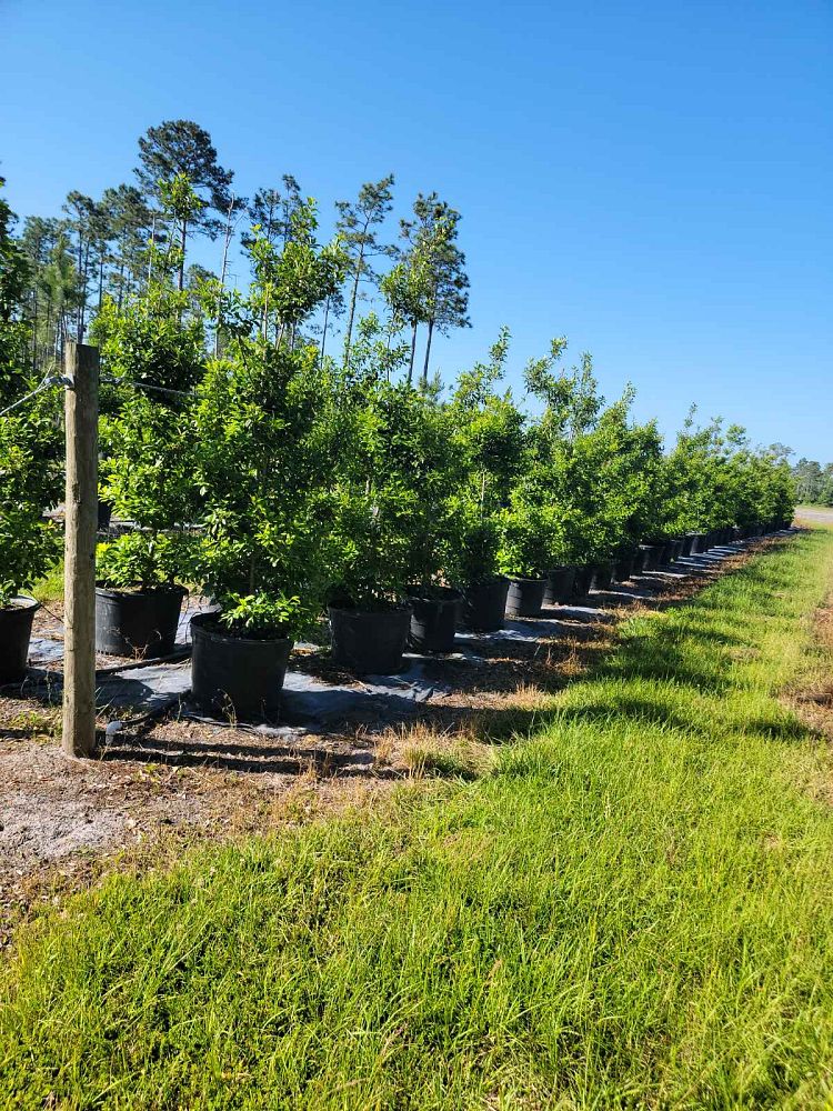 ilex-x-attenuata-east-palatka-holly