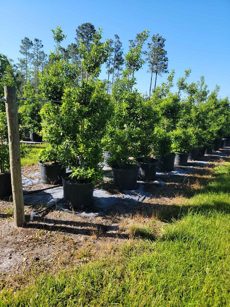 ilex-x-attenuata-east-palatka-holly