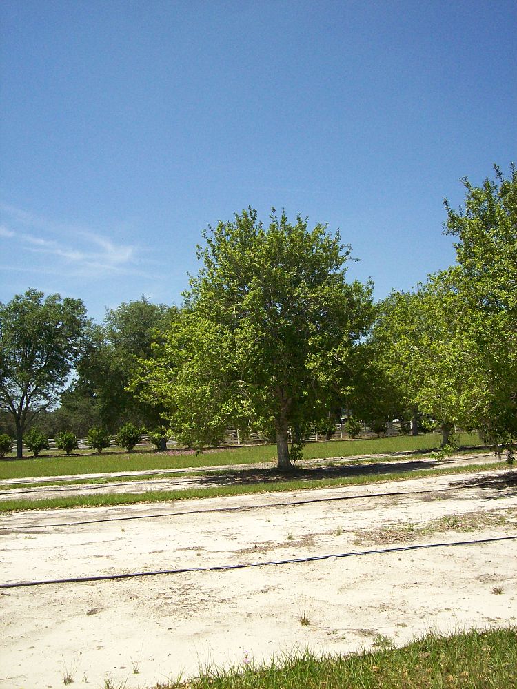 ilex-x-attenuata-east-palatka-holly