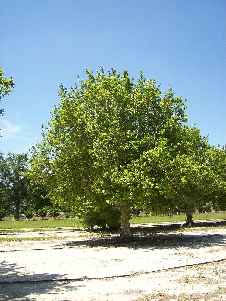 ilex-x-attenuata-east-palatka-holly