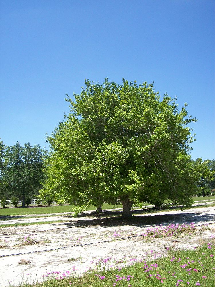 ilex-x-attenuata-east-palatka-holly