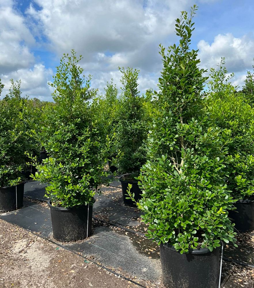 ilex-x-attenuata-east-palatka-holly