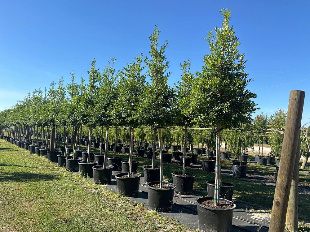 ilex-x-attenuata-east-palatka-holly