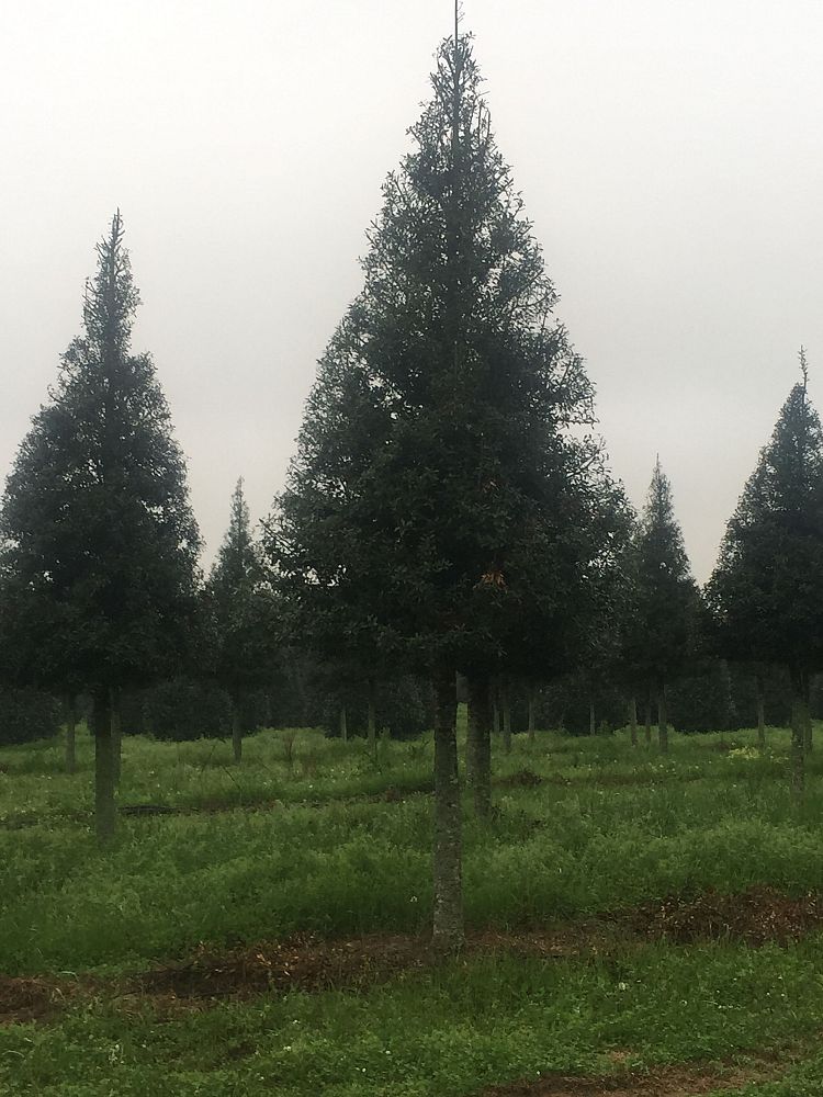 ilex-x-attenuata-fosteri-2-holly-foster-s-2