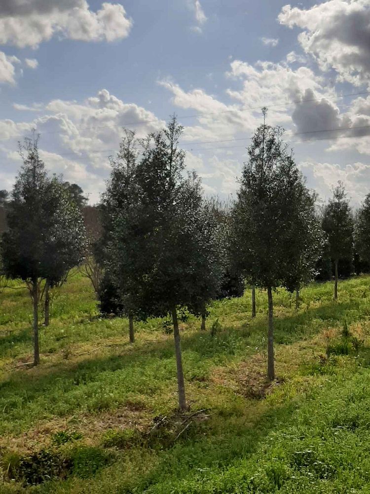 ilex-x-attenuata-fosteri-2-holly-foster-s-2