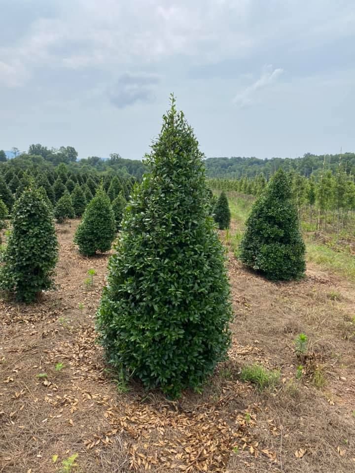ilex-x-attenuata-fosteri-2-holly-foster-s-2