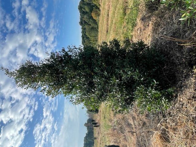ilex-x-attenuata-fosteri-2-holly-foster-s-2