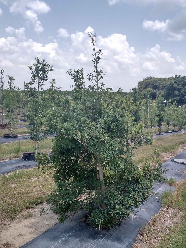 ilex-x-attenuata-fosteri-5-holly-foster-s-5