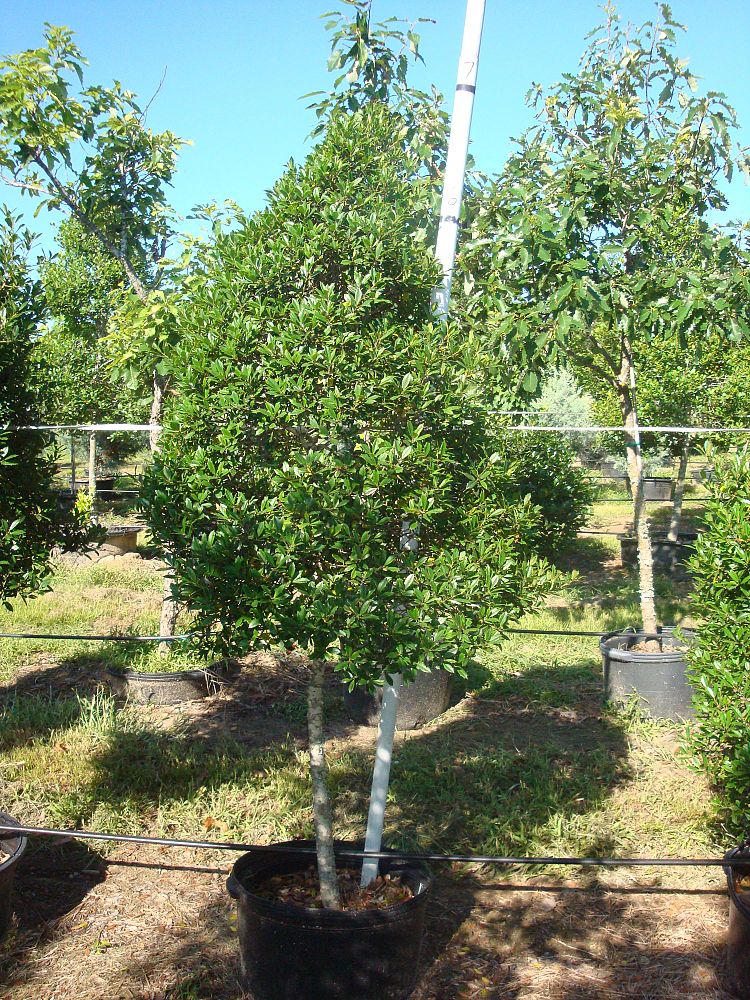 ilex-x-attenuata-fosteri-holly-fosters