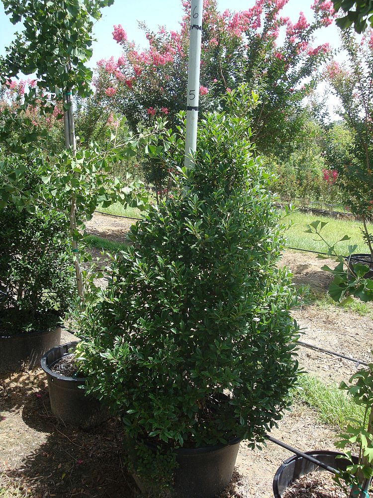 ilex-x-attenuata-fosteri-holly-fosters