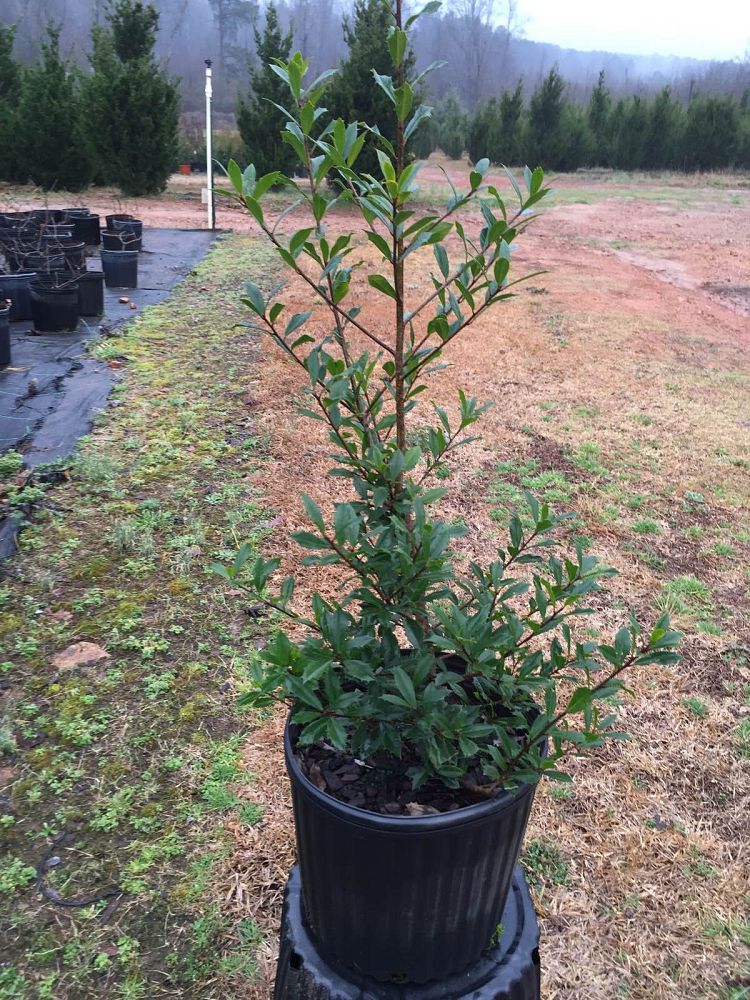 ilex-x-attenuata-fosteri-holly-fosters