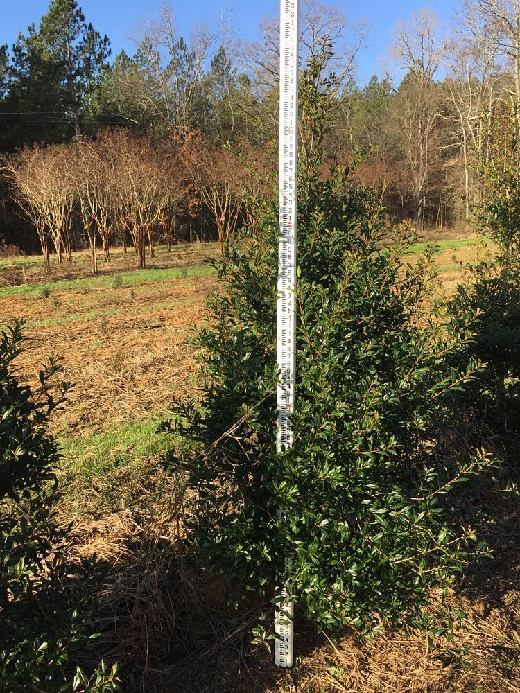 ilex-x-attenuata-fosteri-holly-fosters