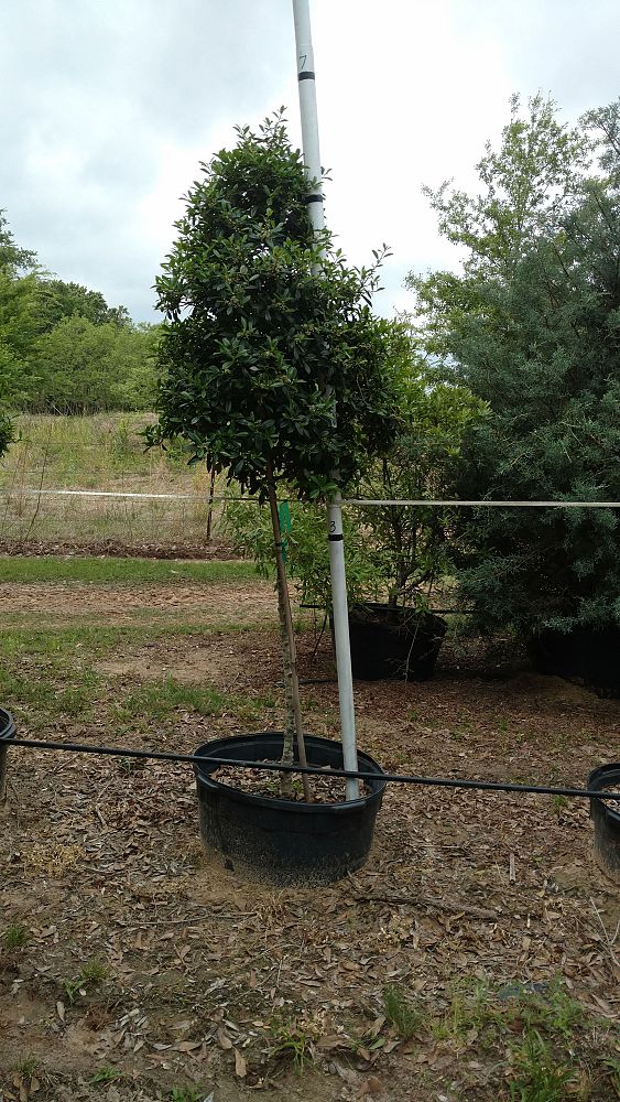 ilex-x-attenuata-fosteri-holly-fosters