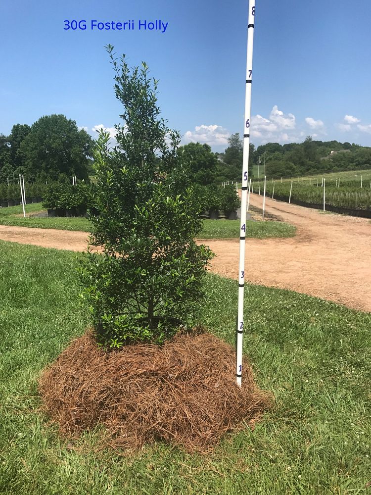 ilex-x-attenuata-fosteri-holly-fosters