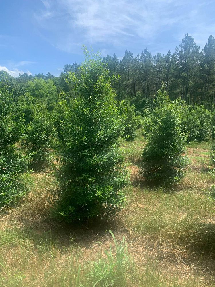 ilex-x-attenuata-fosteri-holly-fosters