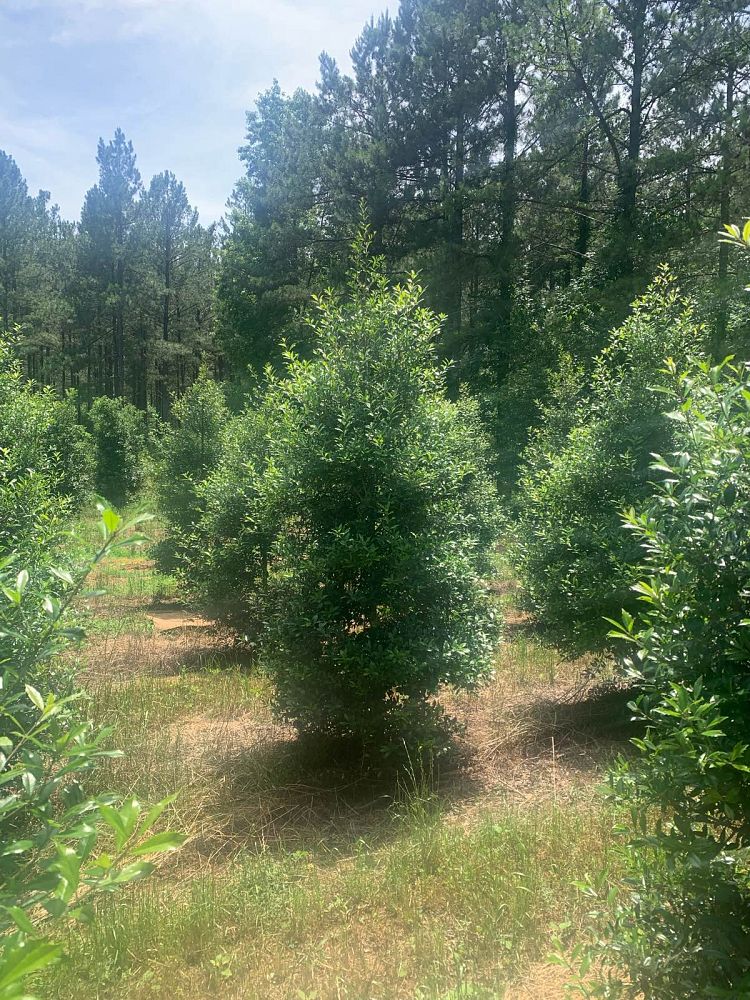 ilex-x-attenuata-fosteri-holly-fosters