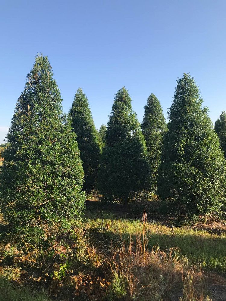ilex-x-attenuata-fosteri-holly-fosters
