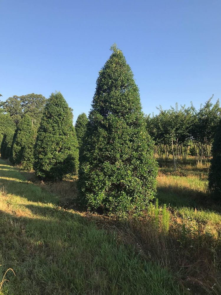 ilex-x-attenuata-fosteri-holly-fosters