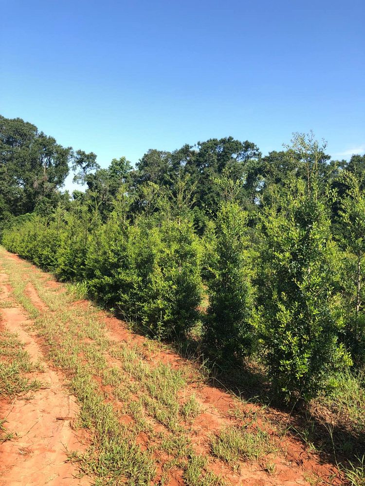 ilex-x-attenuata-fosteri-holly-fosters