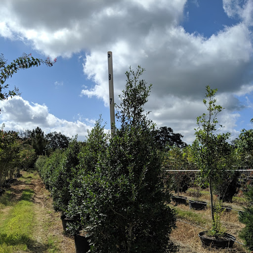 ilex-x-attenuata-fosteri-holly-fosters