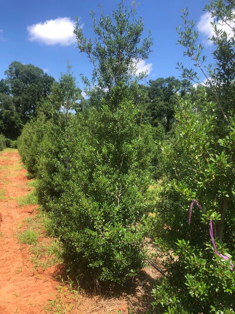 ilex-x-attenuata-fosteri-holly-fosters