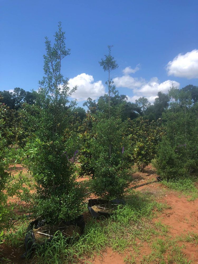 ilex-x-attenuata-fosteri-holly-fosters