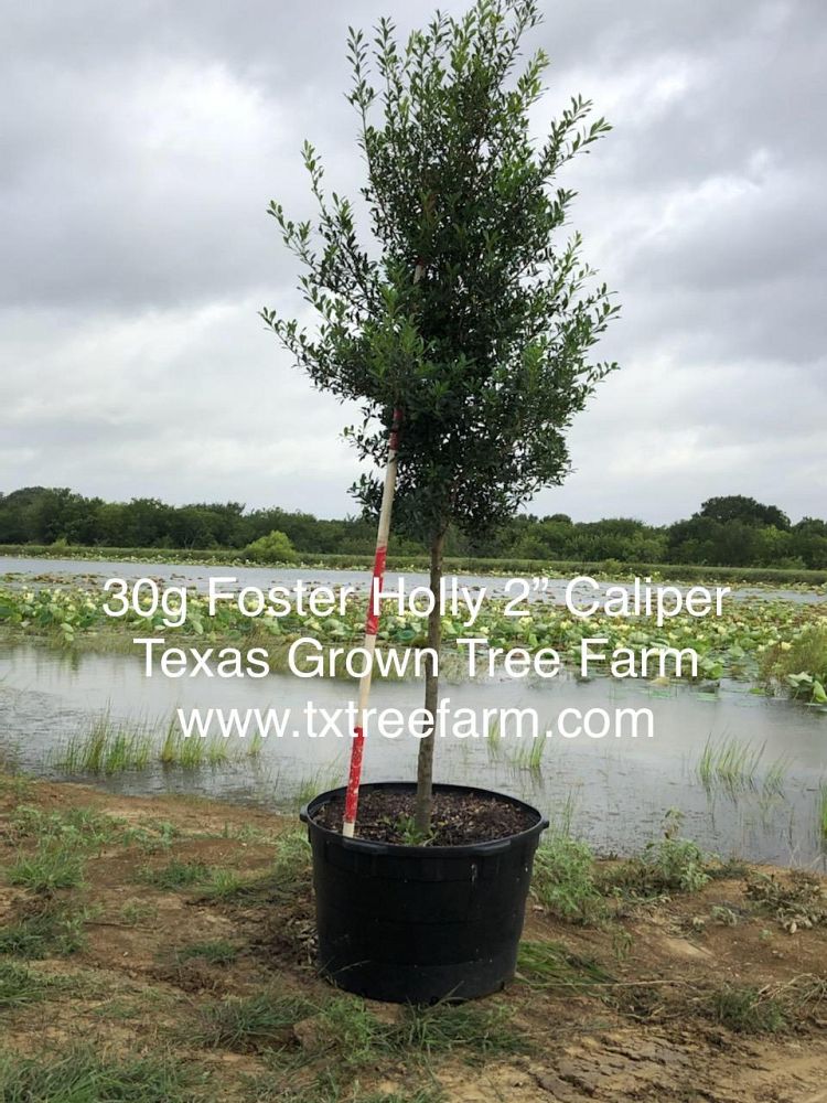 ilex-x-attenuata-fosteri-holly-fosters