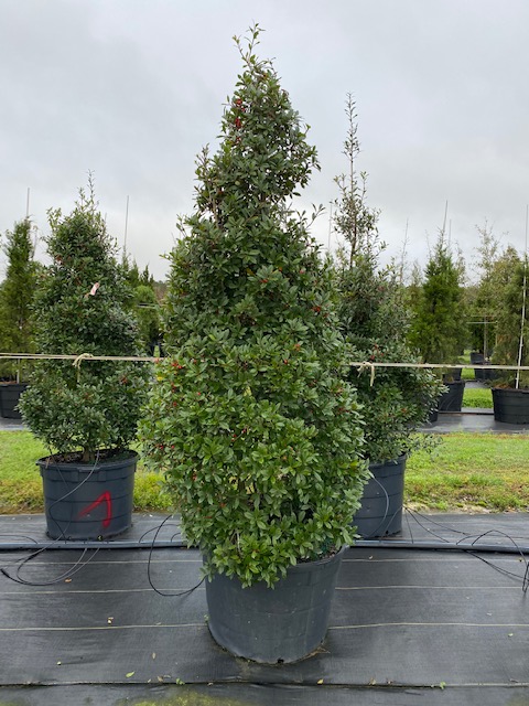 ilex-x-attenuata-fosteri-holly-fosters