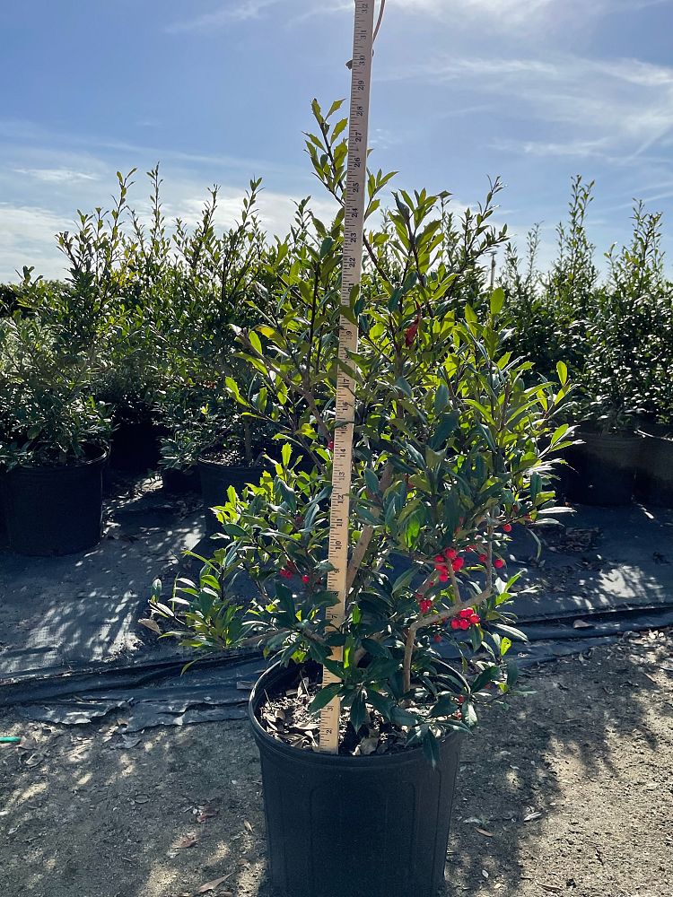 ilex-x-attenuata-fosteri-holly-fosters