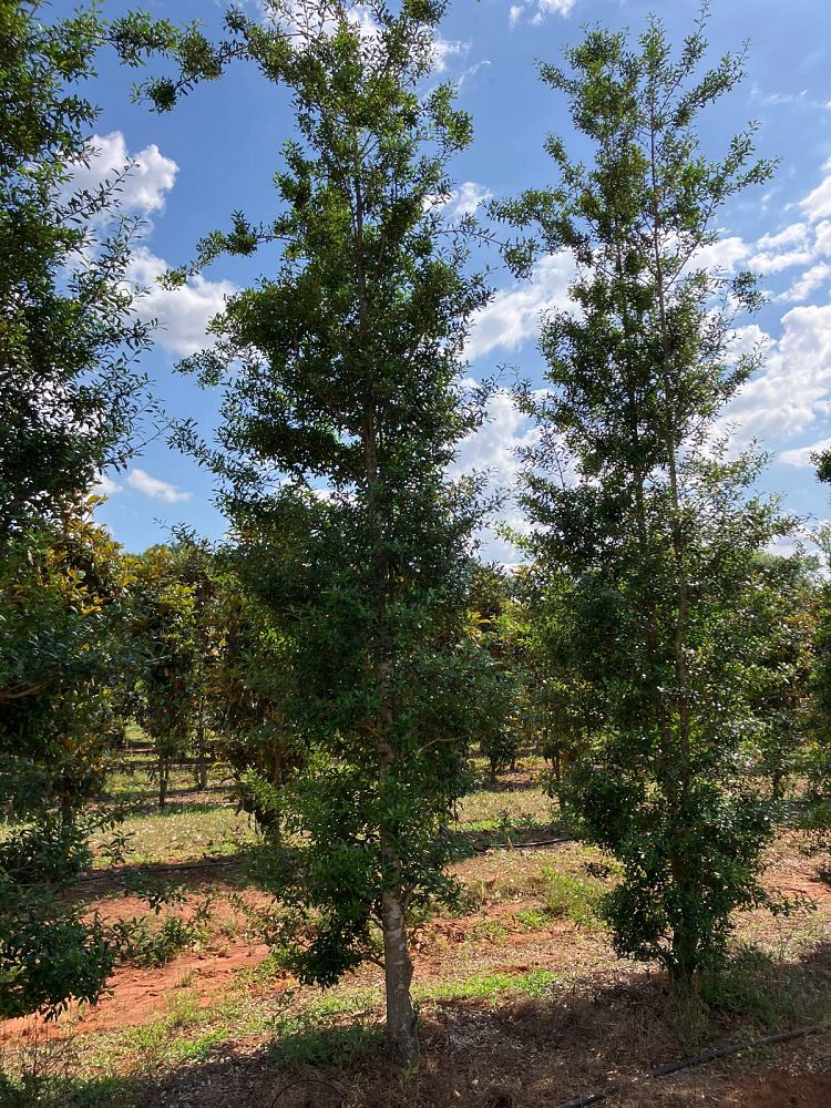 ilex-x-attenuata-fosteri-holly-fosters