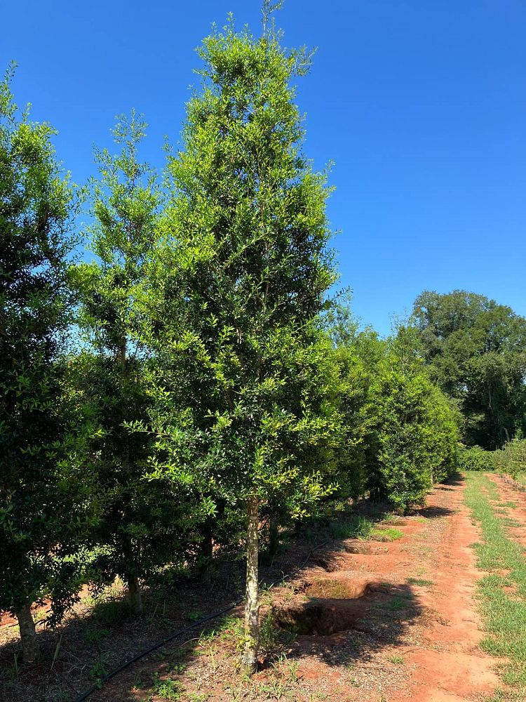 ilex-x-attenuata-fosteri-holly-fosters