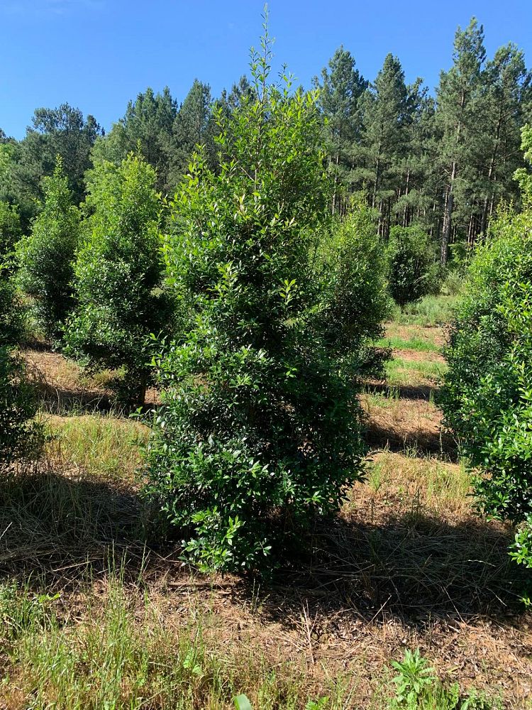 ilex-x-attenuata-fosteri-holly-fosters