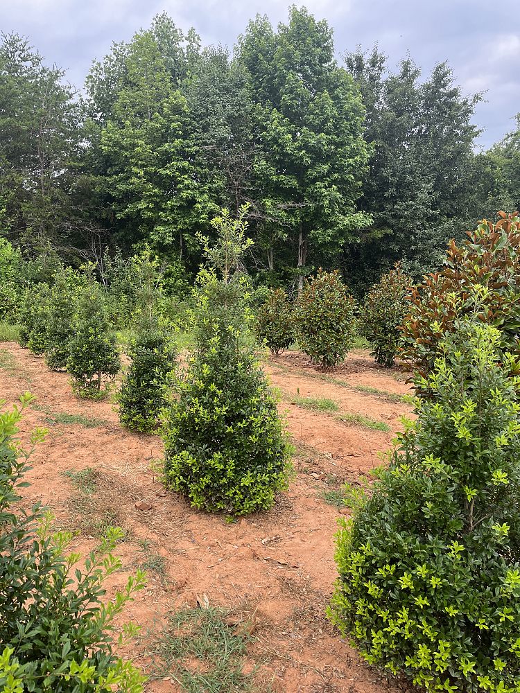 ilex-x-attenuata-fosteri-holly-fosters