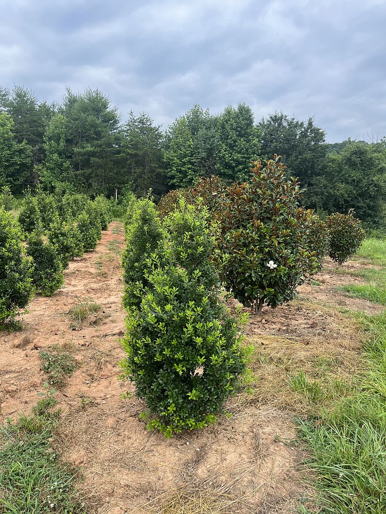 ilex-x-attenuata-fosteri-holly-fosters