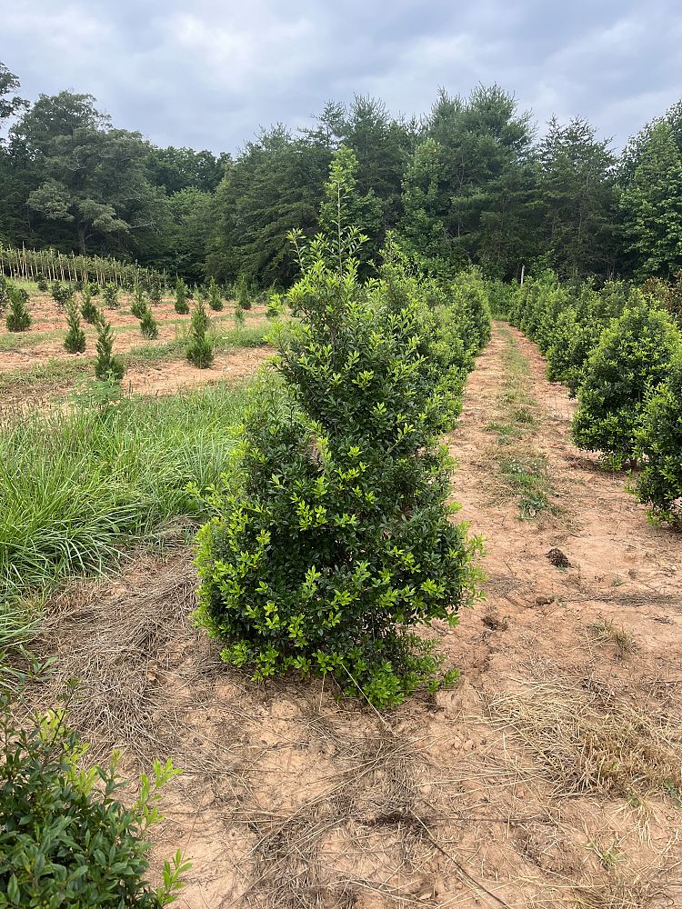 ilex-x-attenuata-fosteri-holly-fosters