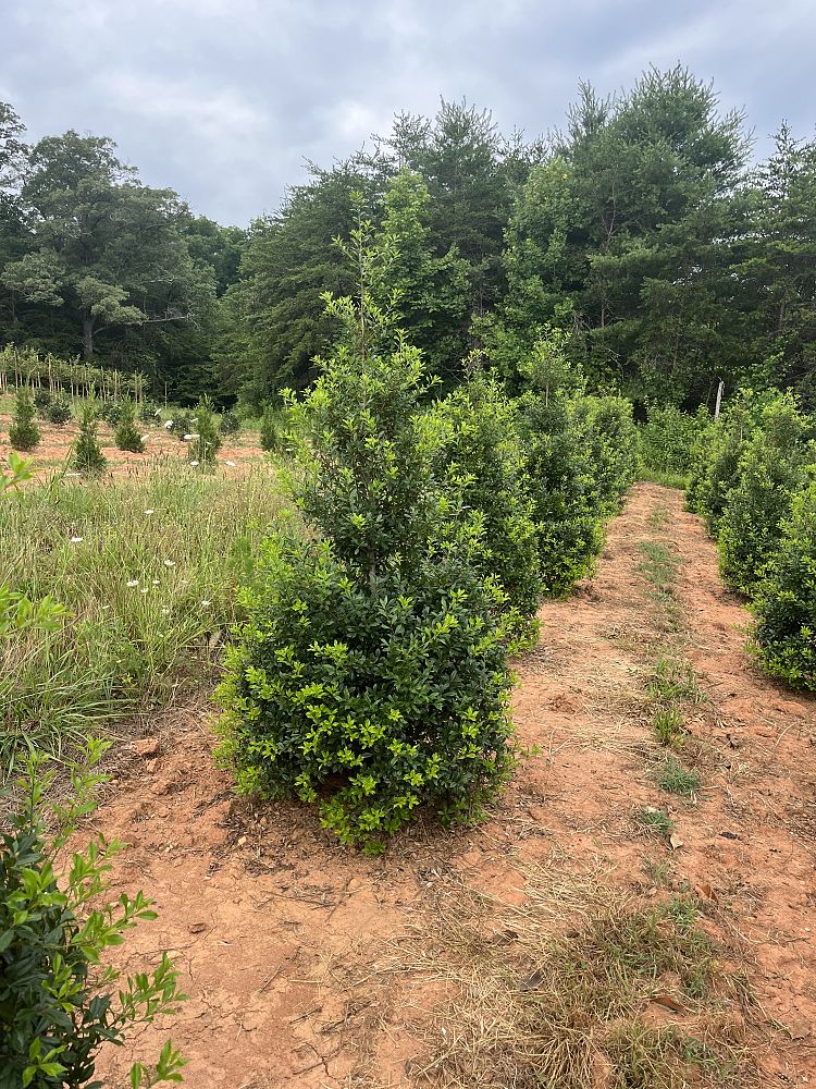 ilex-x-attenuata-fosteri-holly-fosters