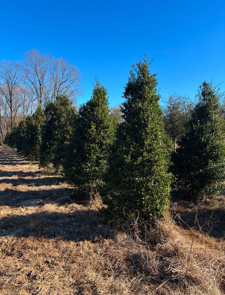 ilex-x-attenuata-fosteri-holly-fosters