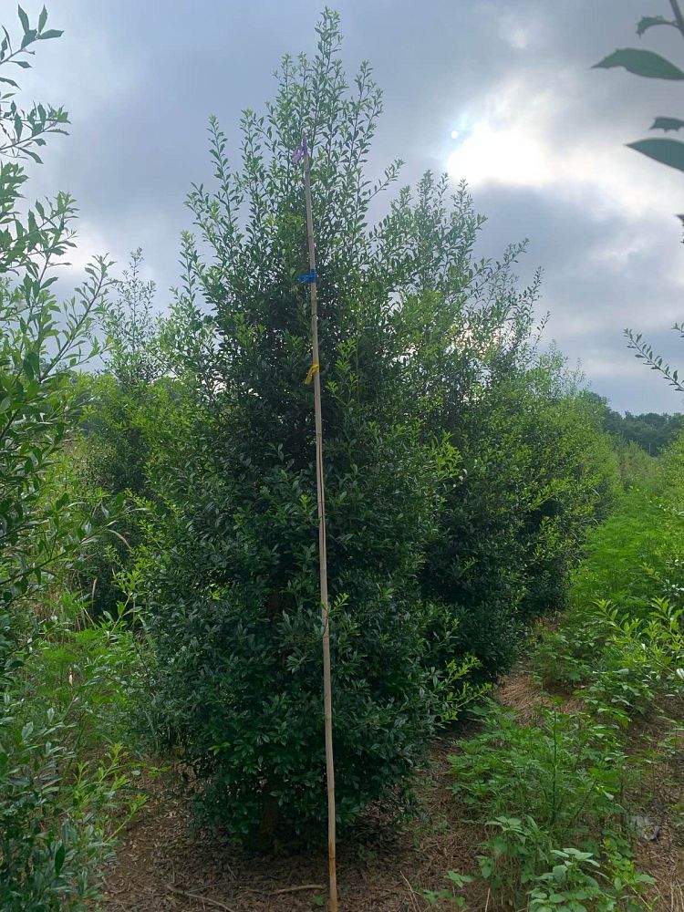 ilex-x-attenuata-fosteri-holly-fosters