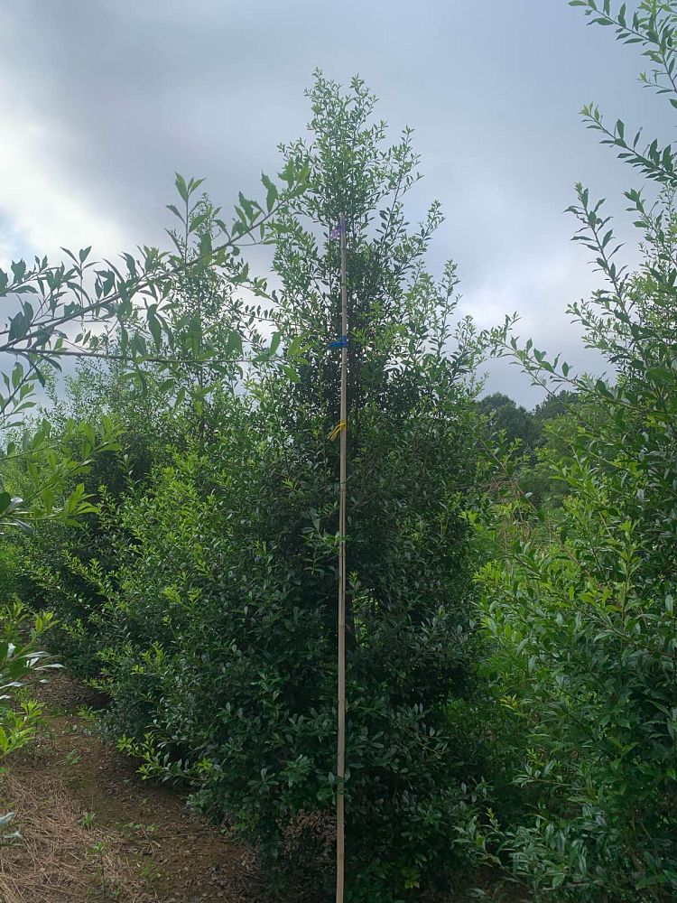 ilex-x-attenuata-fosteri-holly-fosters